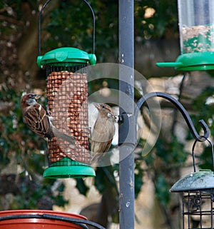 Little Sparrow Garden Birds 2
