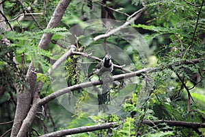 Little sparrow with mohawk on a branch