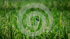 little sparrow perched on rice stalks