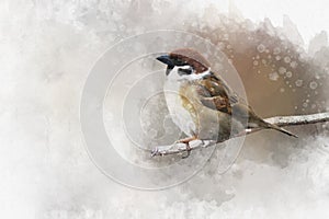Little sparrow resting on a branch. Watercolor Digital Painting vintage effect. Bird illustration
