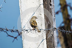 A little sparrow sits on a barbed wire fence