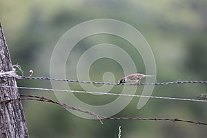 A sparrow stands on a barbed wire