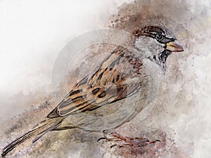Little sparrow Watercolor Digital Painting vintage