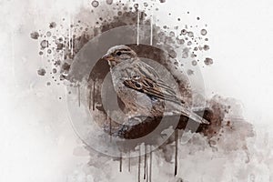Little sparrow Watercolor Digital Painting vintage effect