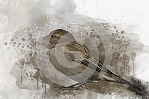 Little sparrow Watercolor Digital Painting vintage effect. Bird illustrationLittle sparrow Watercolor Digital Painting vintage