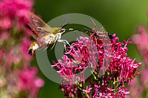 Little sphinx moth facing an assassin bug