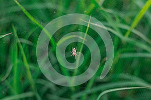 A little spider building webs to ensnare prey over green grass.