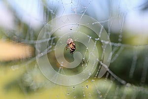 Little Spider Eating Bug Trapped in Cob Web
