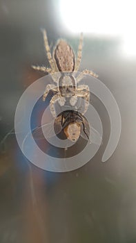 Little Spider Eating Fly on Glass Surface photo