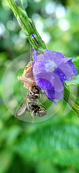 Little spider eating honey bee on flower stem.