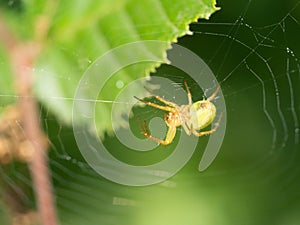 A little spider in her web