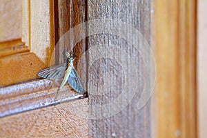 Little spider hunts a bigger insect victim on the door