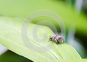 Little spider jumper is sitting on a green leaf