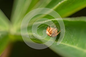 Little spider macro image