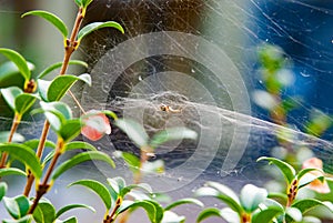 Little spider making spiderweb photo