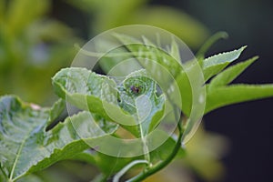 A little spider seeping inside its web