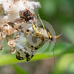 Little spider sits on a flower and eats a common scorpion fly.