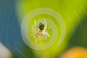 Little spider on a web