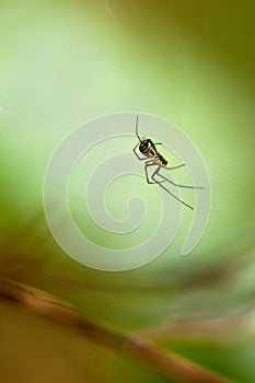 A little spider sits on the web. close-up