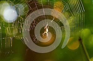 Little spider sitting in the web