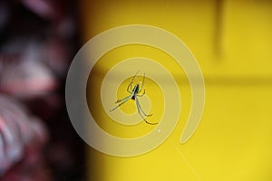 The little spider is sitting on the web