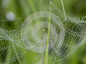 little spider in the spider web