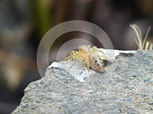 little spider on the stone