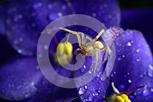 Little spider and Violet