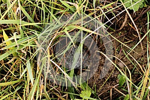 Little spider web in the grass.