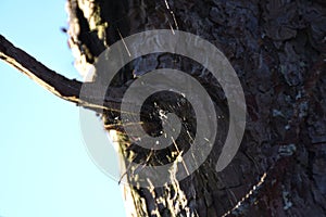 A little spider and web on a pine