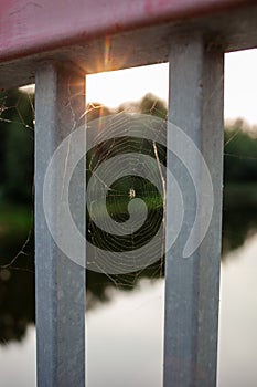 LITTLE SPIDER, Spider web in the sun