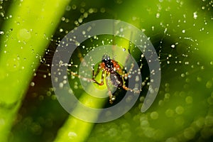 Little spider on a web with water drops