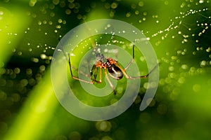 Little spider on a web with water drops
