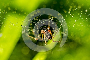 Little spider on a web with water drops