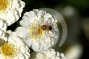 A little spider on a white flower