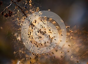 Little spiders in a cobweb nest lit with the evening sun