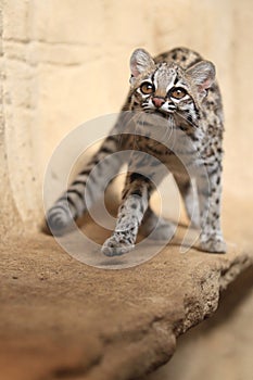 Little spotted cat photo