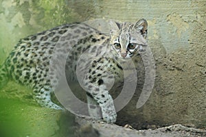 Little spotted cat