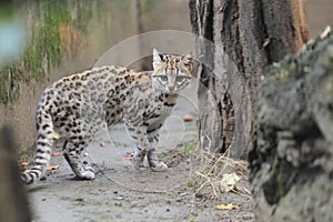 Little spotted cat photo