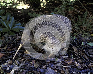 little spotted kiwi bird