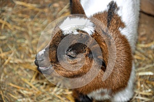 Little spotty goatling.