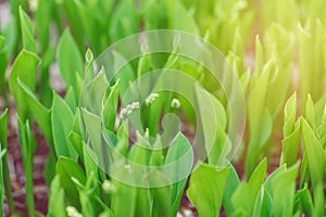 Little spring flower buds in light green grass. Sun light from above.