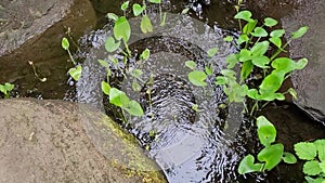 Little spring stream