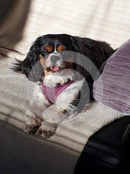 Little Springer spaniel owning the house