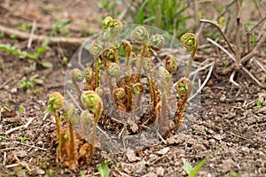 Little Sprouts Of Fern Polypodiophyta In Spring Garden