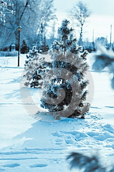 Little spruce on the background of the winter forest