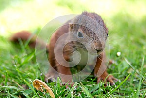 Little squirrel baby