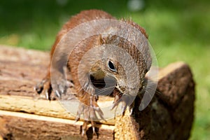 Little squirrel baby