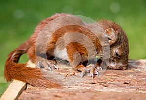 Little squirrel baby