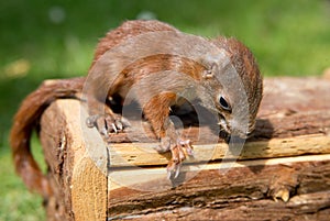 Little squirrel baby